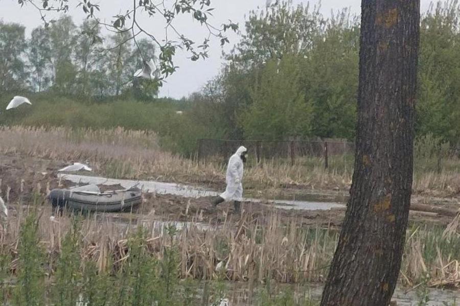 В Даугавпилсе у мертвых диких птиц обнаружили птичий грипп