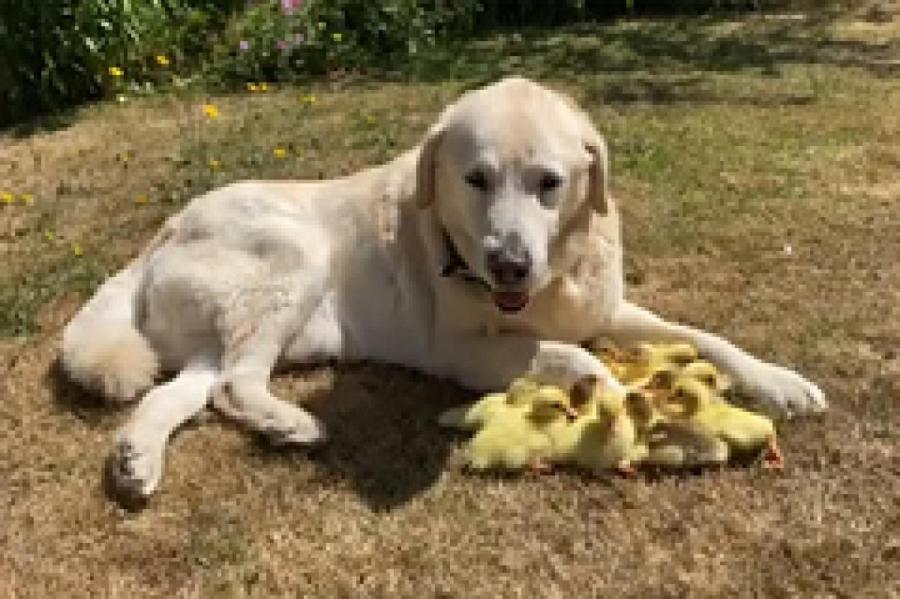 Пять пород собак, которые считаются самыми добрыми в мире