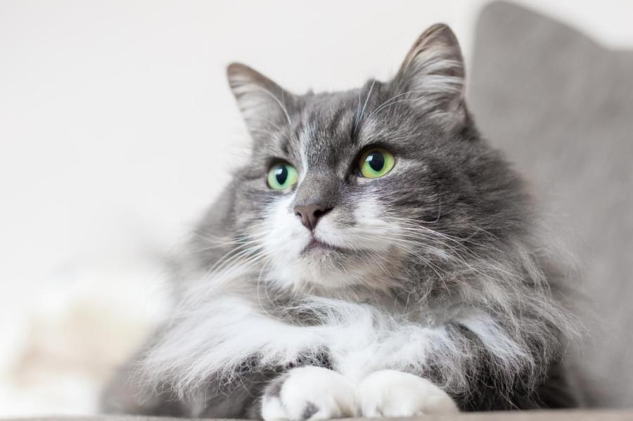 Правда ли, что кошки чувствуют и лечат боль?