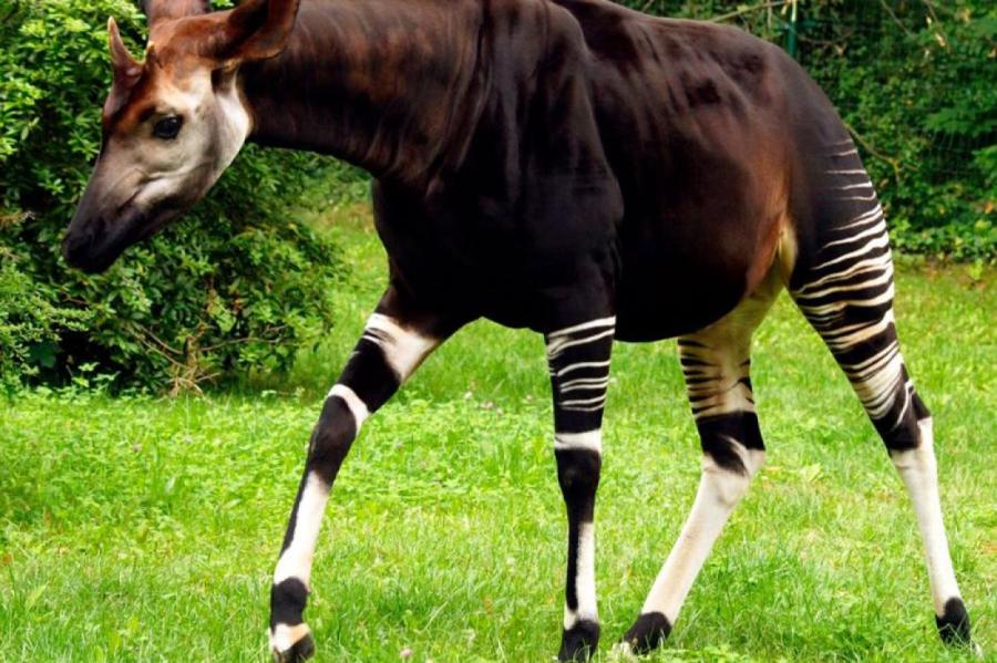 Карликовый жираф, похожий на зебру: почему мы так мало знаем об окапи