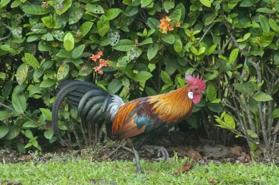 Почему петухи кукарекают?