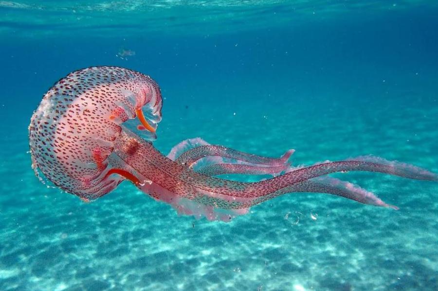 Что делать, если вас ужалила медуза?