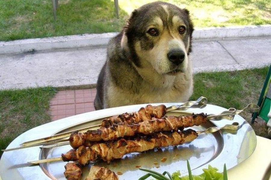 Можно ли давать собакам креветки, не вредно ли это?