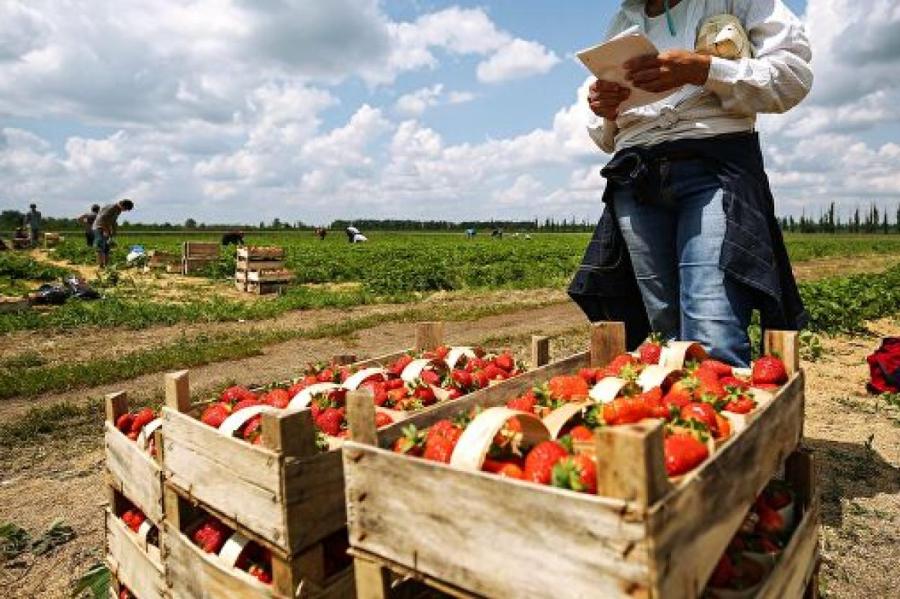 Первая клубника, выращенная под открытым небом уже скоро. А не дорого?