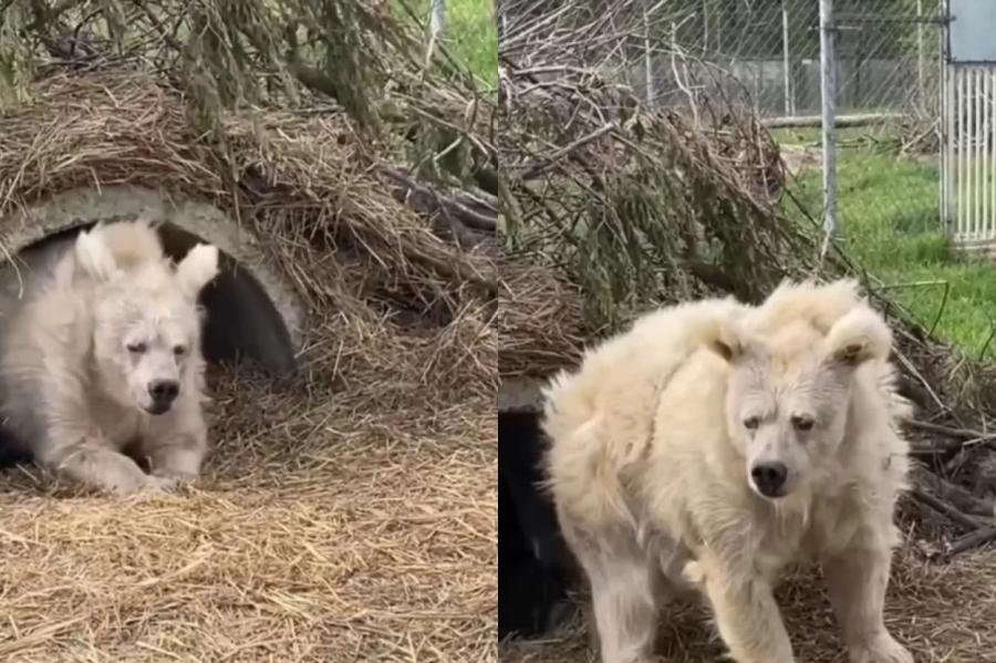 Медведь, вышедший из спячки, напоминает нас всех по утрам (+ВИДЕО)
