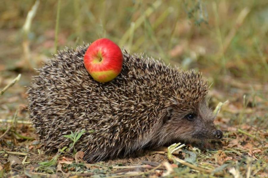 Как ёжик снимает с себя добычу?