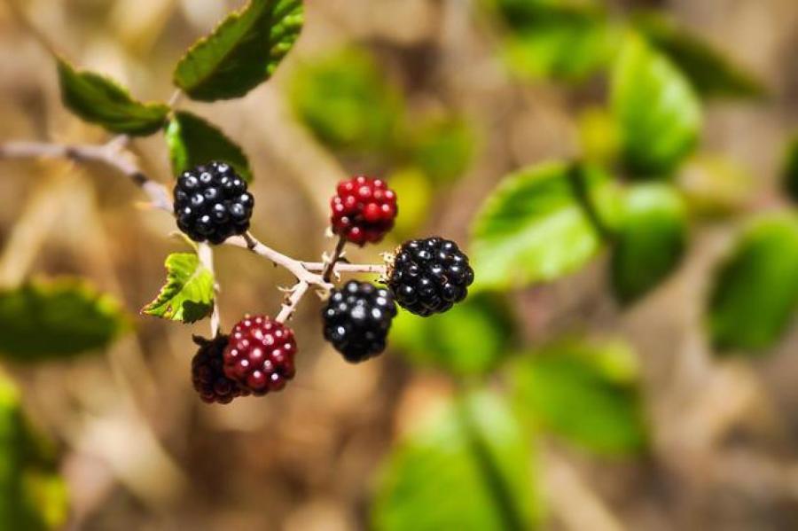 Как облагородить ежевику