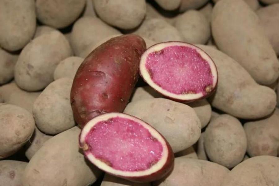 Какая картошка полезнее: красная, белая или желтая?