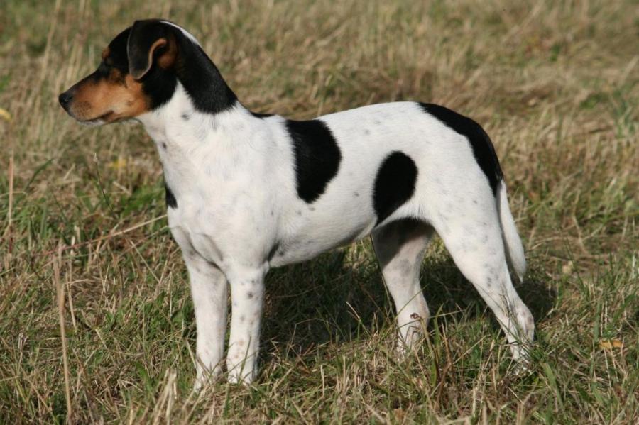 Какая порода собак самая здоровая - исследование