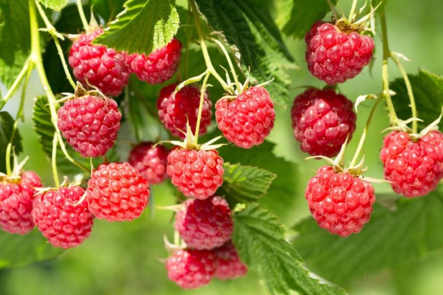 Антон Вихровей, Малинник: что обязательно нужно сделать 16 августа