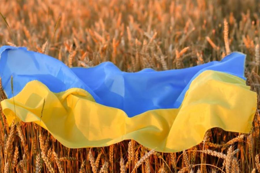 Украина не знает, куда деть 80% зерна (ВИДЕО)