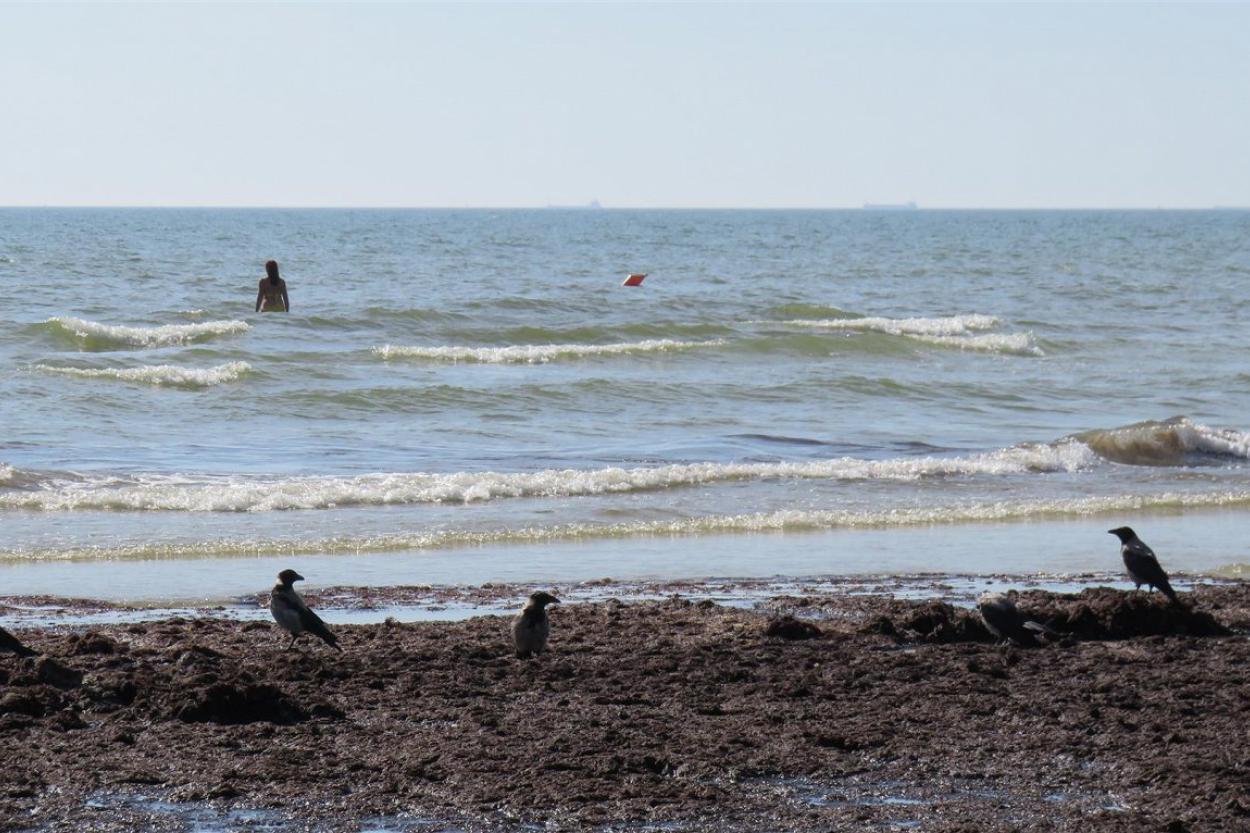 Начинается международная кампания по очистке Балтийского моря