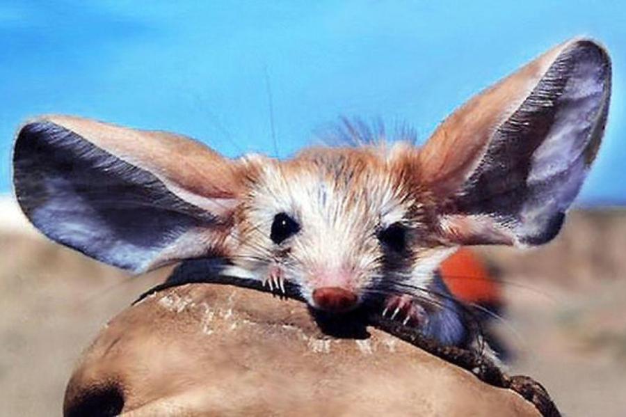 У кого из животных самые длинные уши? Не у зайца