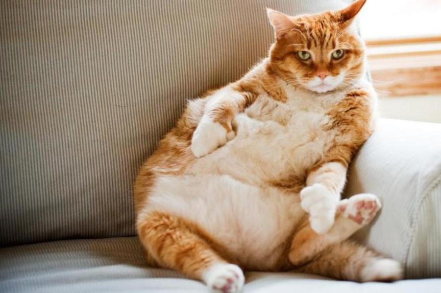 Что будет с котом, если обрезать ему усы?