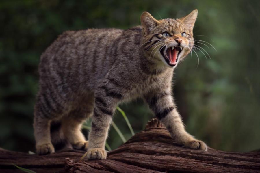 Дикий лесной кот заблокировал туристов в башне в Германии