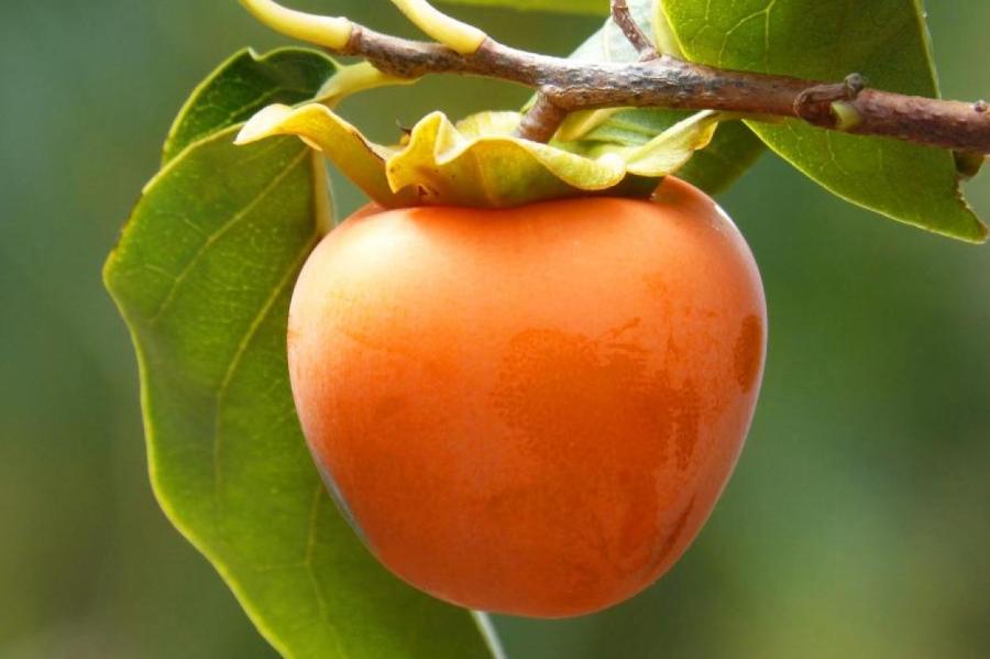 Хурма: чем она полезна и кому категорически нельзя ее есть