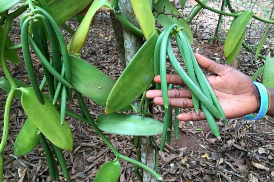 Где растет ваниль?