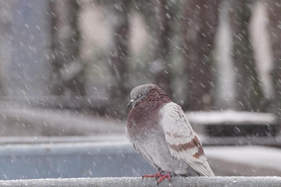 Синоптики рассказали, когда в Латвии наступит настоящая зима