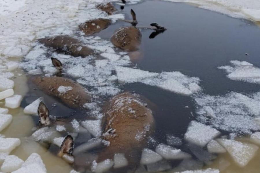 Печальная картина в Неретской волости: лед унес жизни шести оленей