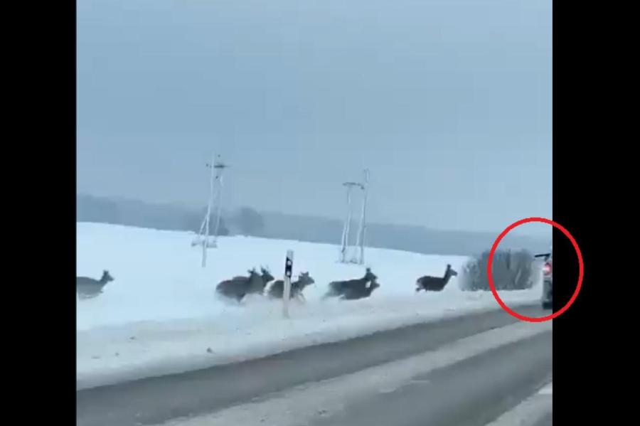 Полиция просит отозваться очевидцев незаконной охоты в Салдусском крае