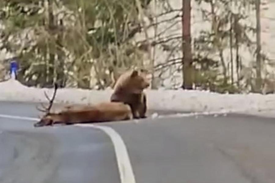 ВИДЕО: под Резекне бродит медведь-шатун?