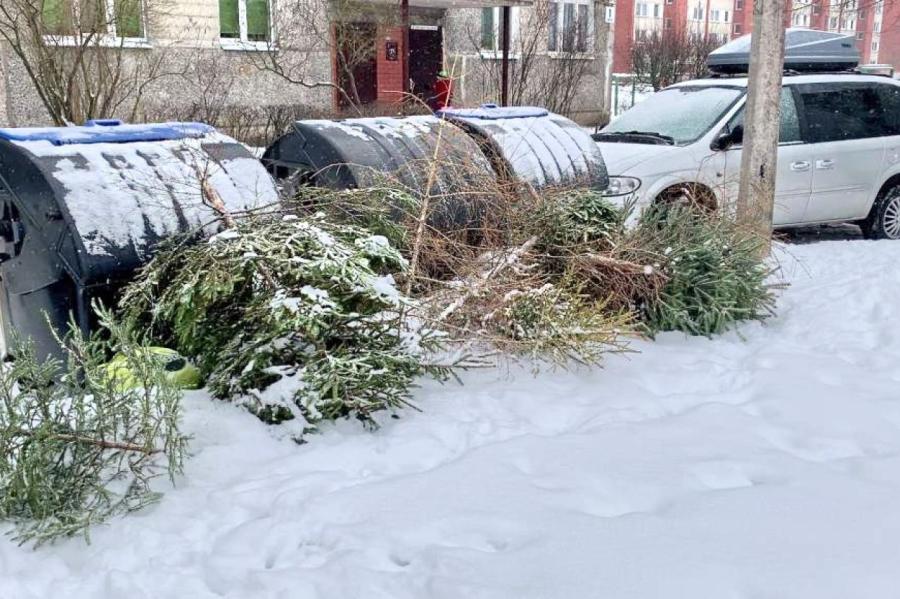 Как в Риге бесплатно избавиться от елки