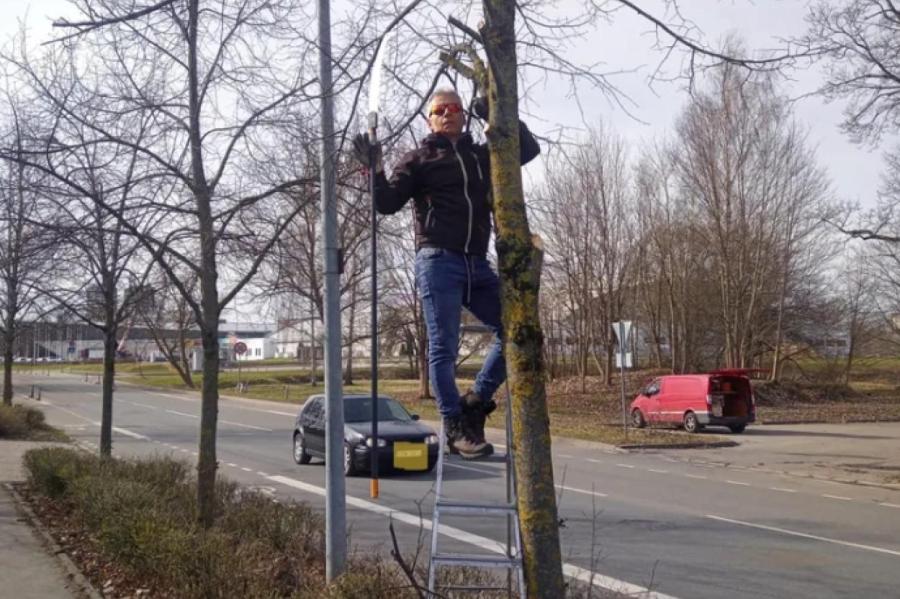 Рижские муниципалы ищут мужчину, который подровнял дерево