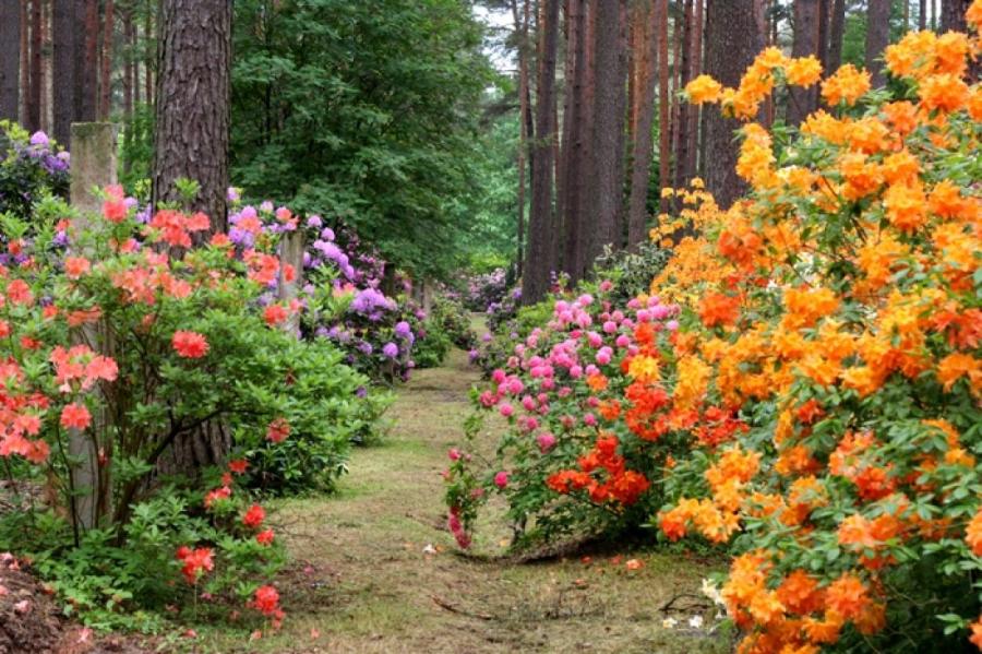 Бабите приглашает на ночную прогулку среди рододендронов