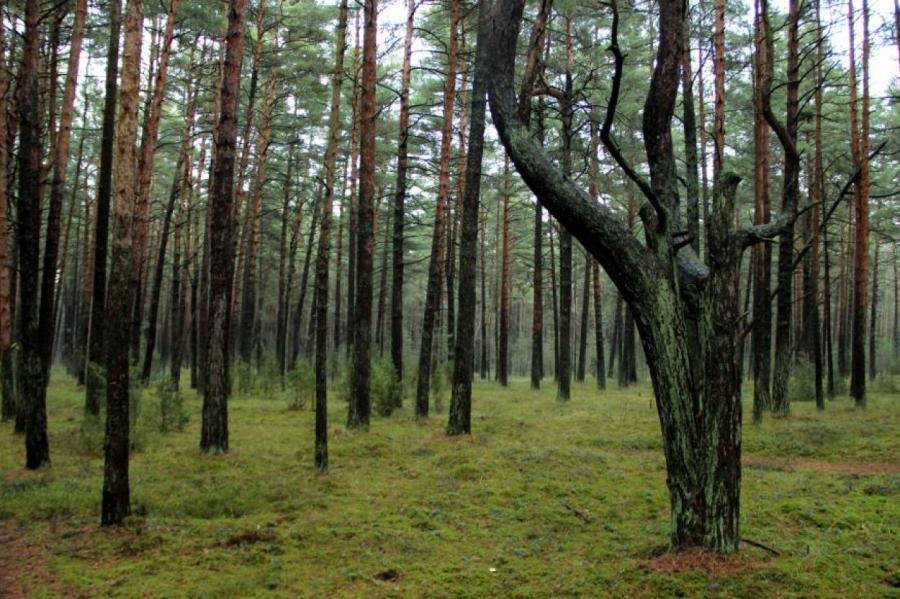 Ради велосипедной дорожки в Латвии вырубят целую рощу