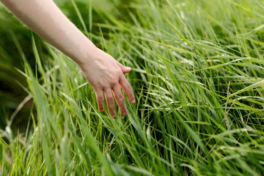 Лишь бы траву не косить: в Риге появятся десятки «городских лугов»