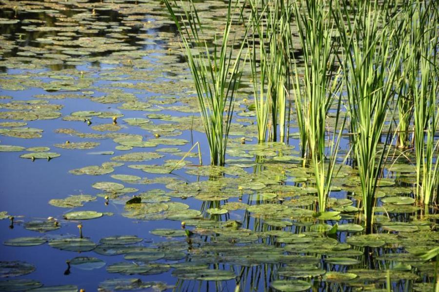 В Огресгалской волости погиб водитель автомобиля, заехавшего в водоем