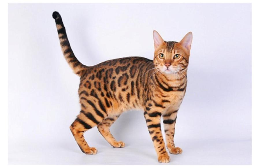 Бенгальская кошка