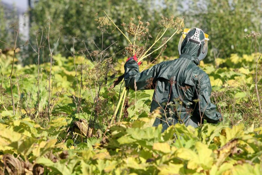 Во времена прежнего кризиса страна предлагала увлекательный труд по уничтожению борщевика за 100 латов в месяц.